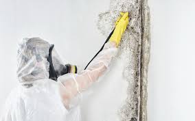 Best Black Mold Removal  in Lake Heritage, PA